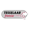 Tesselaar-Freesia-CV