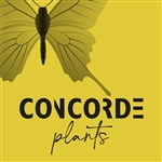 Concorde-Plants