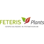 Feteris-Plants