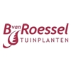 B-van-Roessel-Tuinplanten