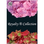 Royalty-Collection-BV