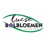 Lucse-Bolbloemen