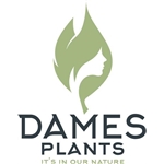 Dames-Plants