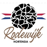 Rodewijk-Hortensia