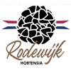 Rodewijk-Hortensia