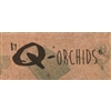 Q-Orchids