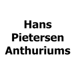 Hans-Pietersen-Anthuriums
