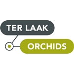Ter-Laak-Orchids-Midiflora