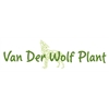 Van-der-Wolf-Plant