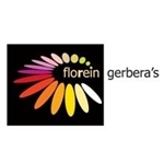 Florein-Gerberas