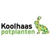 Koolhaas-potplanten