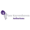 Leo-Kuyvenhoven-Anthuriums