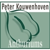 Peter-Kouwenhoven-Anthuriums