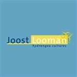 Joost-Looman-Hydrangea
