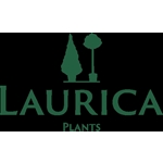 Laurica-plants