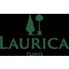 Laurica-plants