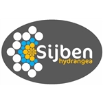 Sijben-Hydrangea