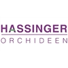 Hassinger-Orchideeën