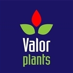 Valor-plants