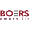 Boers-Amaryllis
