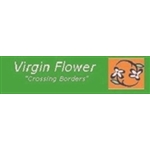 Virgin-Flower-Holland