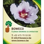 BOWECO-cvoa