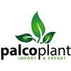 Palcoplant-SL