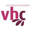 Van-Helvoort-Chrysanten