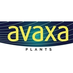 Avaxa-Plants-BV