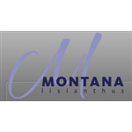 Montana-Lisianthus