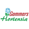 Gommers-Hortensia