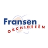 Fransen-Orchideeën