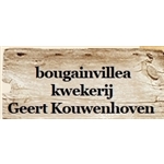 Geert-Kouwenhoven-Bougainvilleas