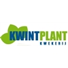 Kwintplant