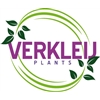 Verkleij-Plants