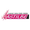 Hans-van-der-Meer-Astilbe
