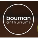 Xanthu-Bouman-Anthuriums