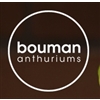 Bouman-Anthuriums