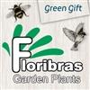 Floribras-Garden-Plants