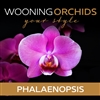 Wooning-Orchids--Phalaenopsis